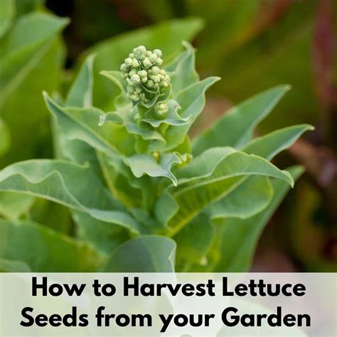 How to Harvest Lettuce Seed - Together Time Family