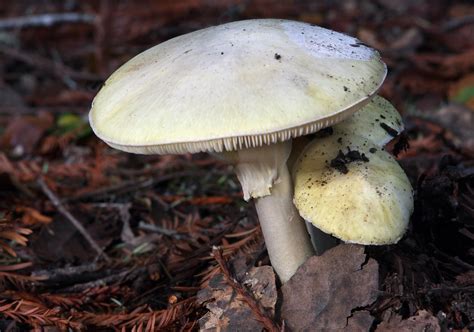 Death Cap Mushroom | Death Cap Mushroom (Amanita phalloides)… | Flickr