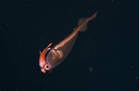 Cockatoo Squid | A cockatoo squid found at 527 meters (1,729… | Flickr