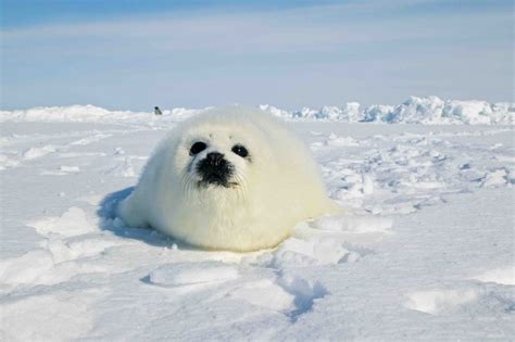 10 Harp Seal Facts for Kids - Facts.net