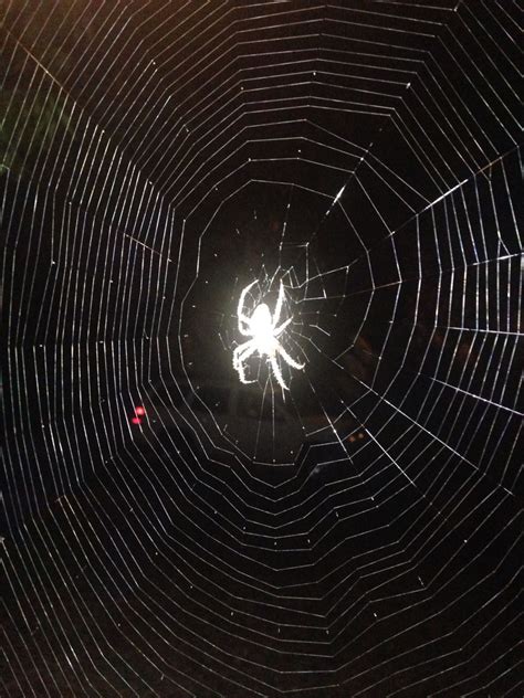 a spider web in the middle of night