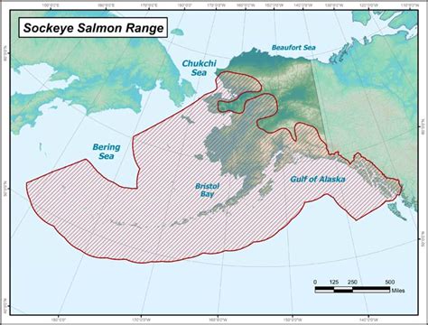 Magnetic Crystals in Salmon Help Them Return to Their Home Streams