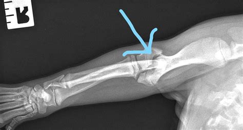 Vet Case Study: Treating Condylar Humeral Fracture in Dogs | Vista Vets