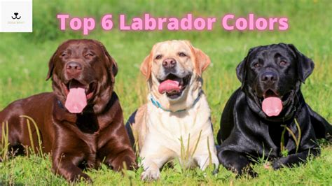 Top 6 Labrador Colors: Differences, Genetics & Rarest Coat