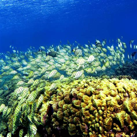 This is how tourists are destroying coral reefs in Hawaii - ABC News