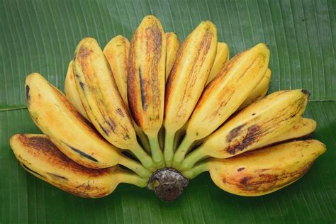 Saba Banana or Cardava Banana | Banana benefits, Nutrition, Banana