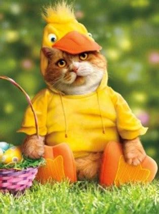 Top 10 Award Winning Cats In Easter Costumes