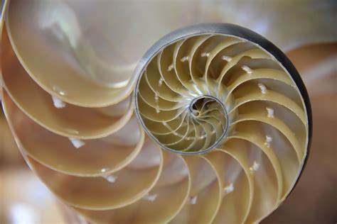 Biomimicry Basics: How to Innovate Using Nature's Strategies