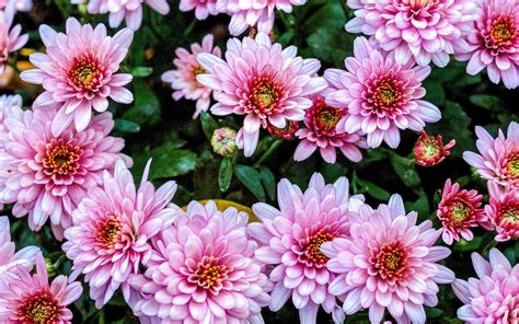 Chrysanthemum Wallpapers - Top Free Chrysanthemum Backgrounds ...