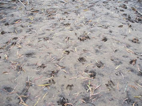 deer tracks by ljljljs on DeviantArt