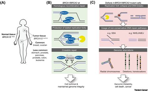 When breaks get hot: inflammatory signaling in BRCA1/2-mutant cancers: Trends in Cancer