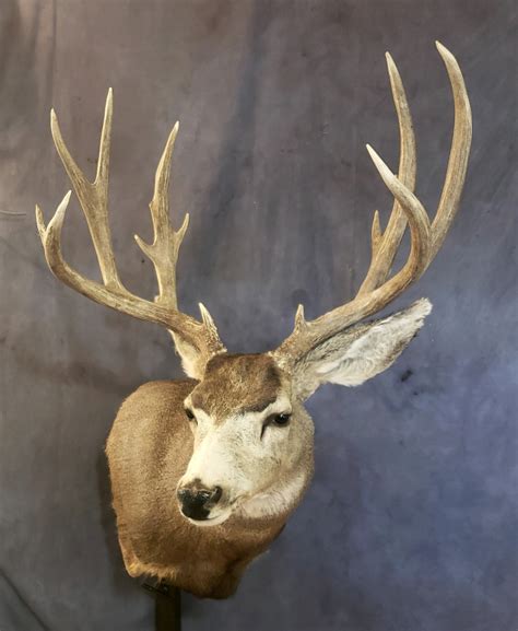 Mule Deer Shoulder Mount | Mule Deer Buck Mounts | Texas Taxidermy