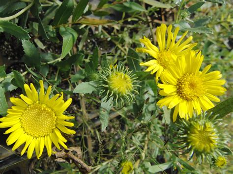 Grindelia squarrosa - Morning Sky Greenery