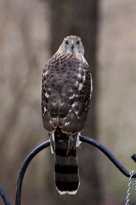 Cooper's Hawk | Audubon Field Guide