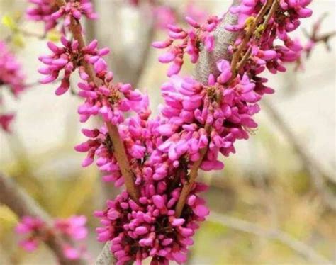 5 Cercis Chinensis Chinese Redbud Flowers Seeds C1026 | Etsy