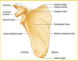 inferior angle of scapula - Google Search | Scapula, Subscapular fossa ...