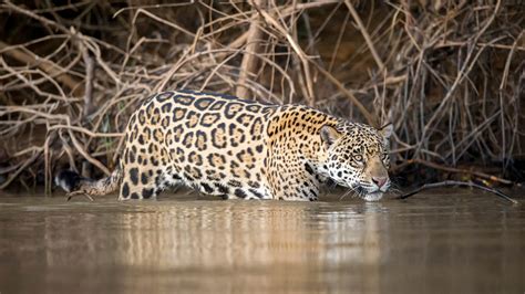 Tracking the Jaguar In the Amazon