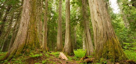 Old Growth Forests: What they Are and Why They Matter - One Tree Planted