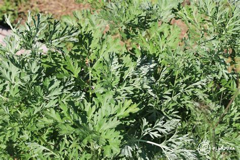 Wormwood: cultivation, harvest & uses - Plantura