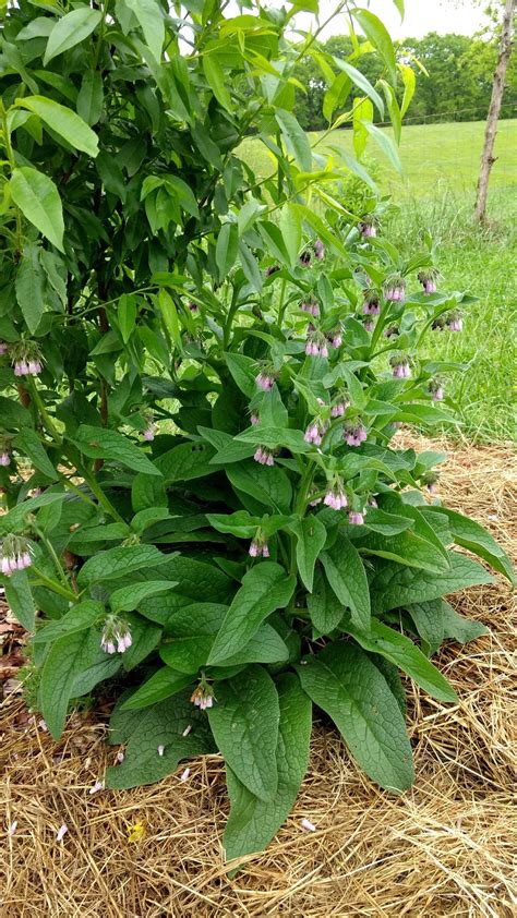 Pin by Lost Acre Plants on Bocking 14 Comfrey, Symphytum uplandicum | Plants, Comfrey, Bonsai ...