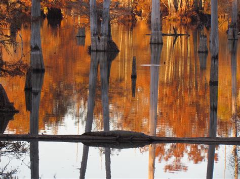 Swamp,cypress,trees,water,landscape - free image from needpix.com