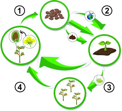 Virus seed transmission cycle. (1) Plant viruses reach seeds either by ...