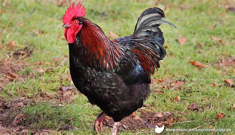 Barnevelder Rooster