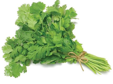 coriander leaves | pfeiffer family: the indian cookbook