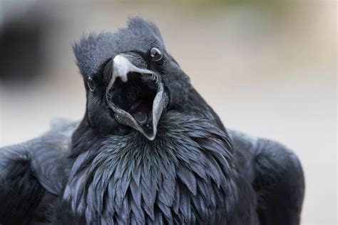 What Are You Looking At? Eleven In-Your-Face Bird Photos | Audubon