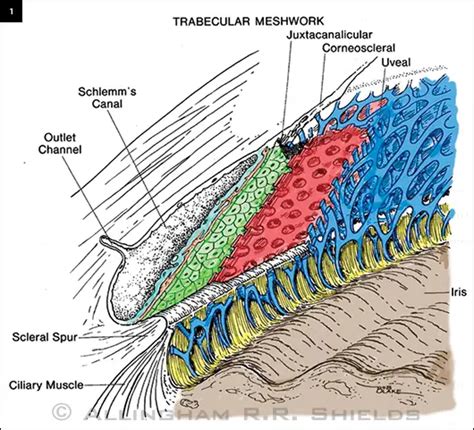 Trabecular Meshwork Anatomy