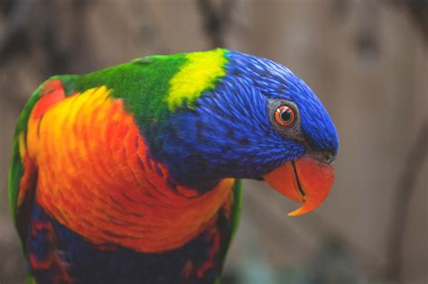 Masaüstü : rainbow lorikeet, papağan, kuş, renkli 3716x2477 ...