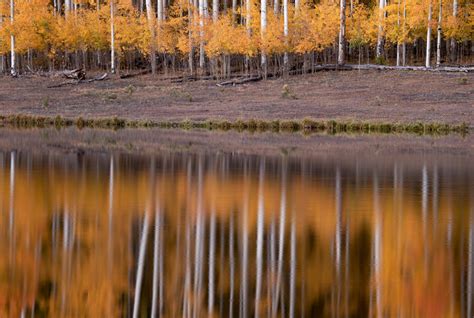 Photography of Aspens