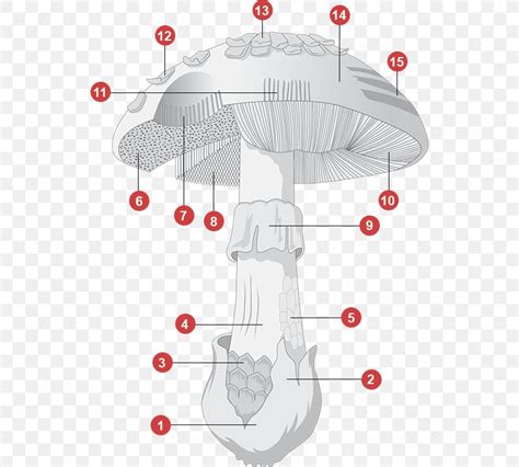 Fungus Sporocarp Mycelium Svamps Anatomy, PNG, 534x737px, Fungus ...