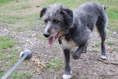 Old Deerhound Sheepdog Dog Breed Information and Pictures