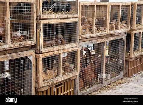 Birds and animals in cages for sale at market Sineu Mallorca Spain Stock Photo: 24166943 - Alamy