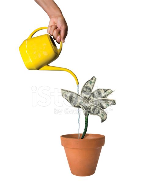 Watering A Money Tree Stock Photo | Royalty-Free | FreeImages