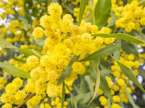 Acacia Dealbata Silver Wattle - Diaco's Garden Nursery