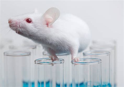 Free laboratory mouse Images, Pictures, and Royalty-Free Stock Photos - FreeImages.com