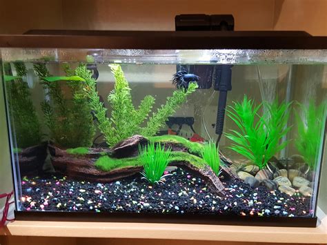 10 gallon betta tank : r/Aquariums