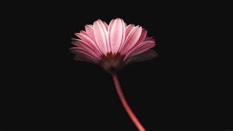 Pink flower, Minimalism Wallpapers HD / Desktop and Mobile Backgrounds