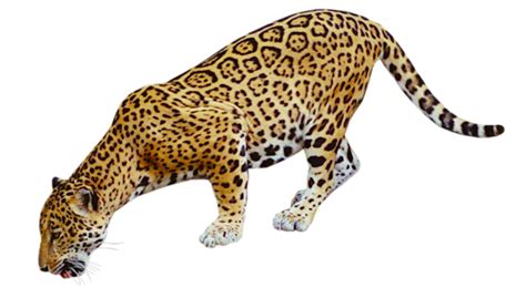 Jaguar PNG Transparent Images