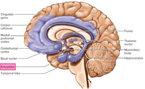 Amygdala function, location & what happens when amygdala is damaged