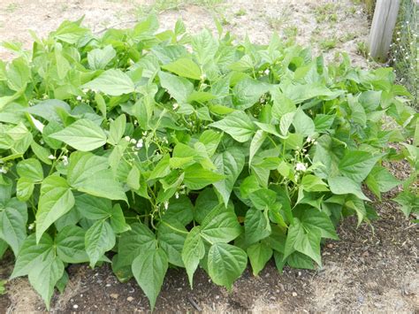 Green Beans Plant Growing