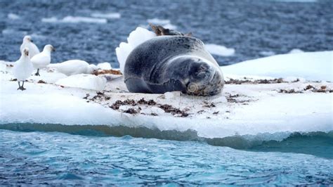 Leopard seal on an iceberg stock photo. Image of frozen - 104638142