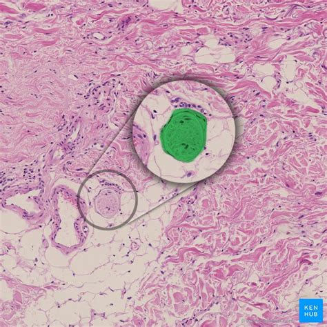 Peripheral nerves: Histology and clinical aspects | Kenhub