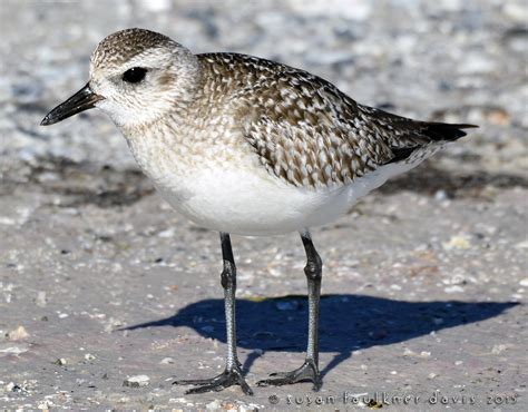 black-bellied-plover – Audubon Everglades