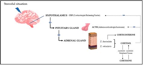 Metabolites | Free Full-Text | Different Types of Glucocorticoids to Evaluate Stress and Welfare ...