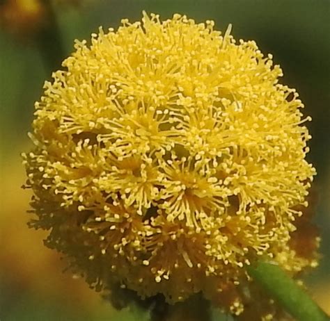 Vachellia acuifera - Leon Levy Native Plant Preserve