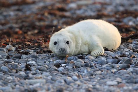 Gray Seal (Halichoerus Grypus) Pup Island Helgoland Germany Stock Photo - Image of cute, ecology ...