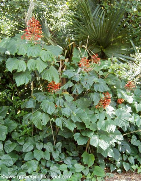 Garden Adventures: Clerodendrum paniculatum (Pagoda Flower)